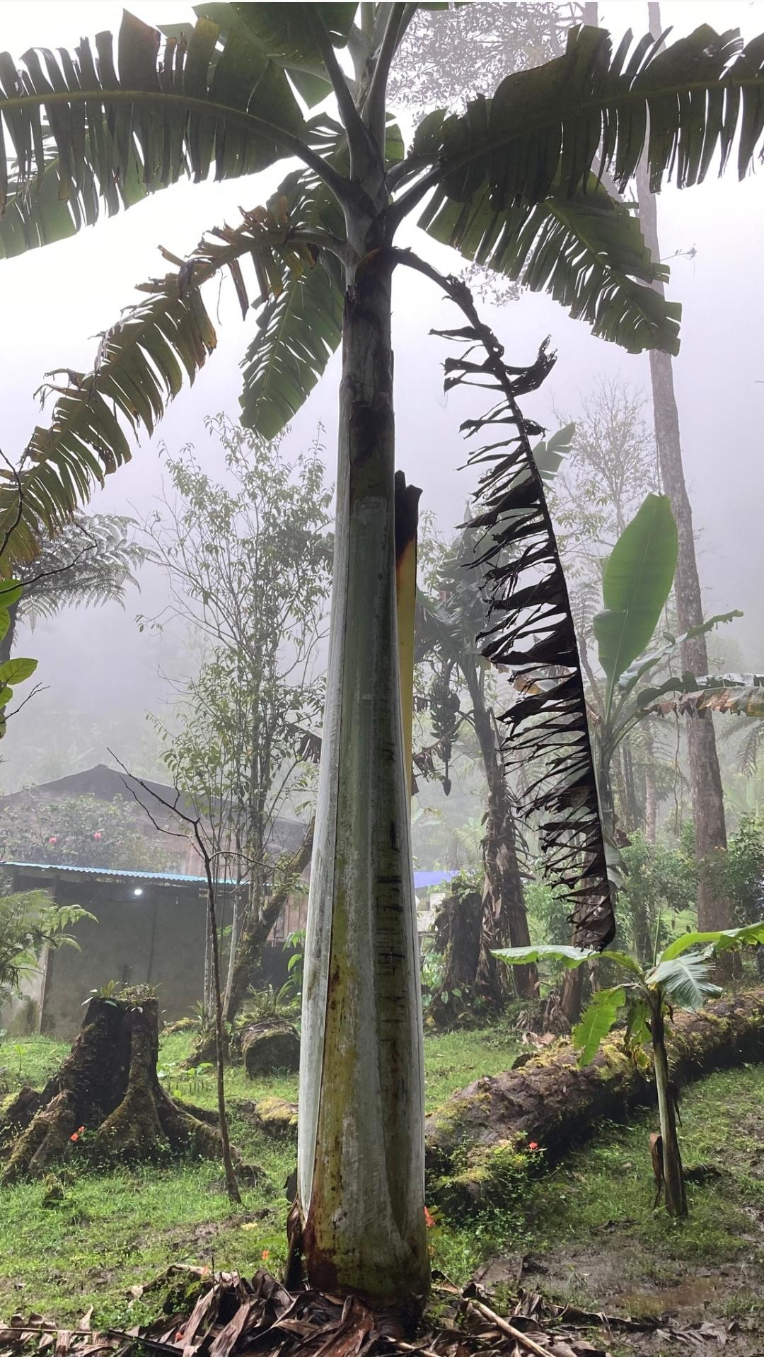 Quả của giống chuối này cũng đặc biệt không kém. Mỗi quả chuối có thể to bằng bắp chân của một người trưởng thành, và nặng gấp 10 lần quả chuối thông thường. Điều này làm cho Musa ingens được mệnh danh là giống chuối có quả to nhất thế giới. Tuy nhiên, trái với sự kỳ vọng, quả của chúng không có vị ngon và chứa nhiều hạt, không giống như những loại chuối ăn được hàng ngày. (Ảnh: Reddit)