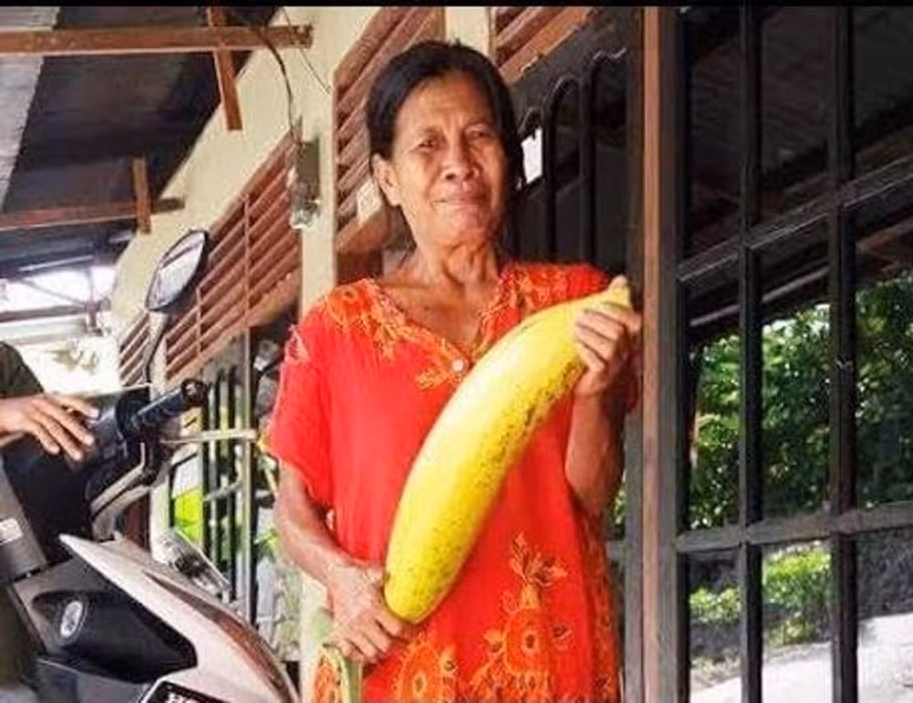 Giống chuối khổng lồ Musa ingens không chỉ là một kỳ quan thiên nhiên đặc biệt của Papua New Guinea, mà còn là minh chứng cho sự đa dạng và phong phú của thiên nhiên. Dù quả của chúng không ngon, nhưng giá trị và sự độc đáo của chúng đã góp phần làm phong phú thêm hệ sinh thái và cuộc sống của người dân nơi đây. (Ảnh: Goldenpalm)