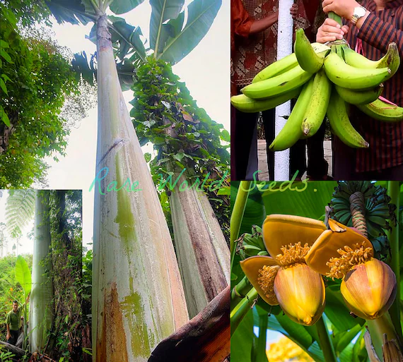 Musa ingens không giống bất kỳ loại chuối nào mà chúng ta biết. Với chiều cao có thể đạt tới 18-25 mét, tương đương với một tòa nhà 6 tầng, và chu vi thân cây lên tới 2 mét, giống chuối này thực sự là một người khổng lồ trong thế giới thực vật. Lá của Musa ingens cũng không kém phần ấn tượng, với chiều dài lên tới 5 mét và rộng 1 mét. (Ảnh: Etsy)