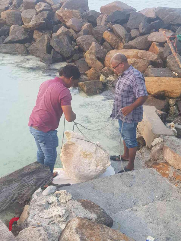 Ngoài giá trị y học và gia vị, long diên hương còn là một biểu tượng của địa vị trong giới nhà giàu. Nhiều sản phẩm xa xỉ như nước hoa, sản phẩm chăm sóc da và các sản phẩm y tế cao cấp đều được pha trộn với long diên hương, khiến chúng trở nên đắt đỏ và cao cấp hơn.(Ảnh: Raajje.mv)