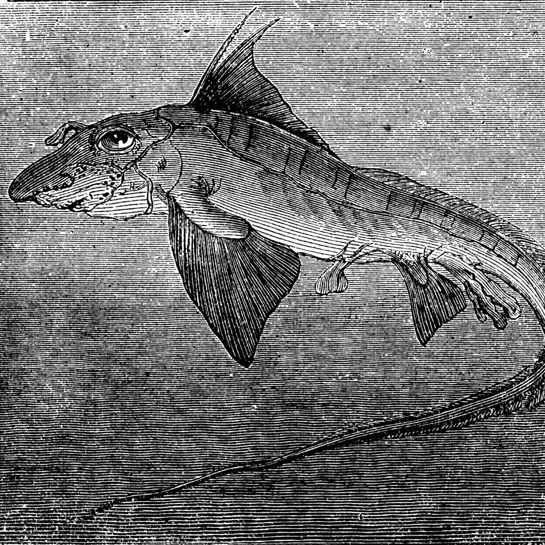 Tuy nhiên, phát hiện về cá mập ma sơ sinh đã giúp làm sáng tỏ thêm về đặc điểm sinh học và quá trình phát triển của loài sinh vật này, từ đó giúp bảo vệ và duy trì sự tồn tại của chúng trong hệ sinh thái biển.(Ảnh: Armatus Oceanic) 