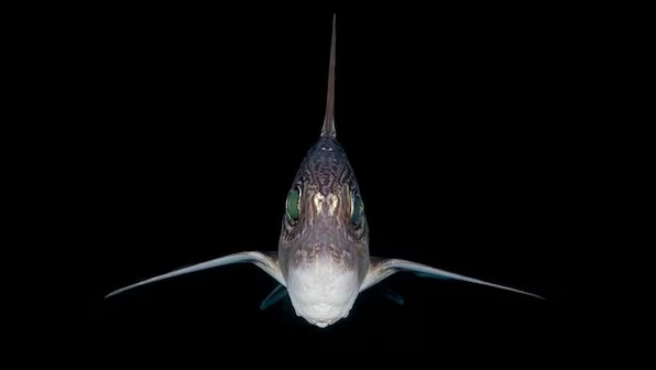 Môi trường sống sâu dưới đáy biển khiến việc nghiên cứu và theo dõi cá mập ma trở nên khó khăn.(Ảnh: Firstpost)