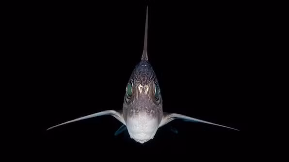 Môi trường sống sâu dưới đáy biển khiến việc nghiên cứu và theo dõi cá mập ma trở nên khó khăn.(Ảnh: Firstpost)