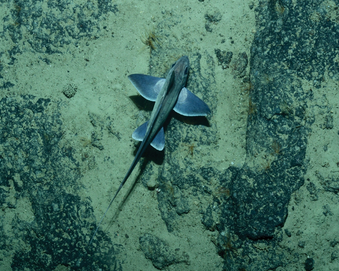 Các nhà khoa học tại Viện Nghiên cứu Khí quyển và Nước Quốc gia New Zealand (NIWA) từng phát hiện một cá thể cá mập ma sơ sinh tại độ sâu hơn 1.200 m, gần đảo Nam của New Zealand. (Ảnh: NIWA)