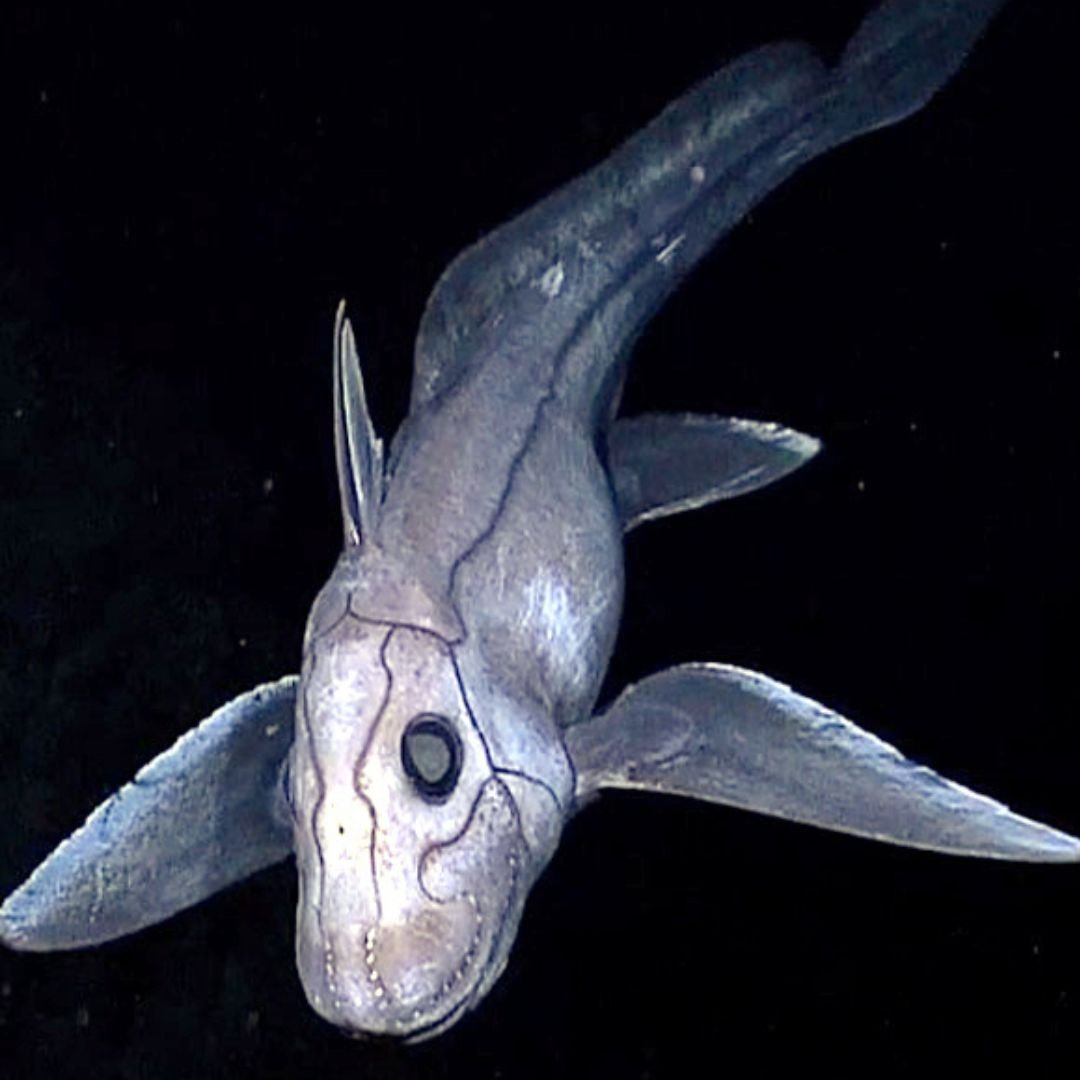 Cá mập ma có kích thước khi trưởng thành có thể đạt tới 1,5 m và sống chủ yếu ở các tầng nước sâu, xuống tới 2.600 m.(Ảnh: Armatus Oceanic)