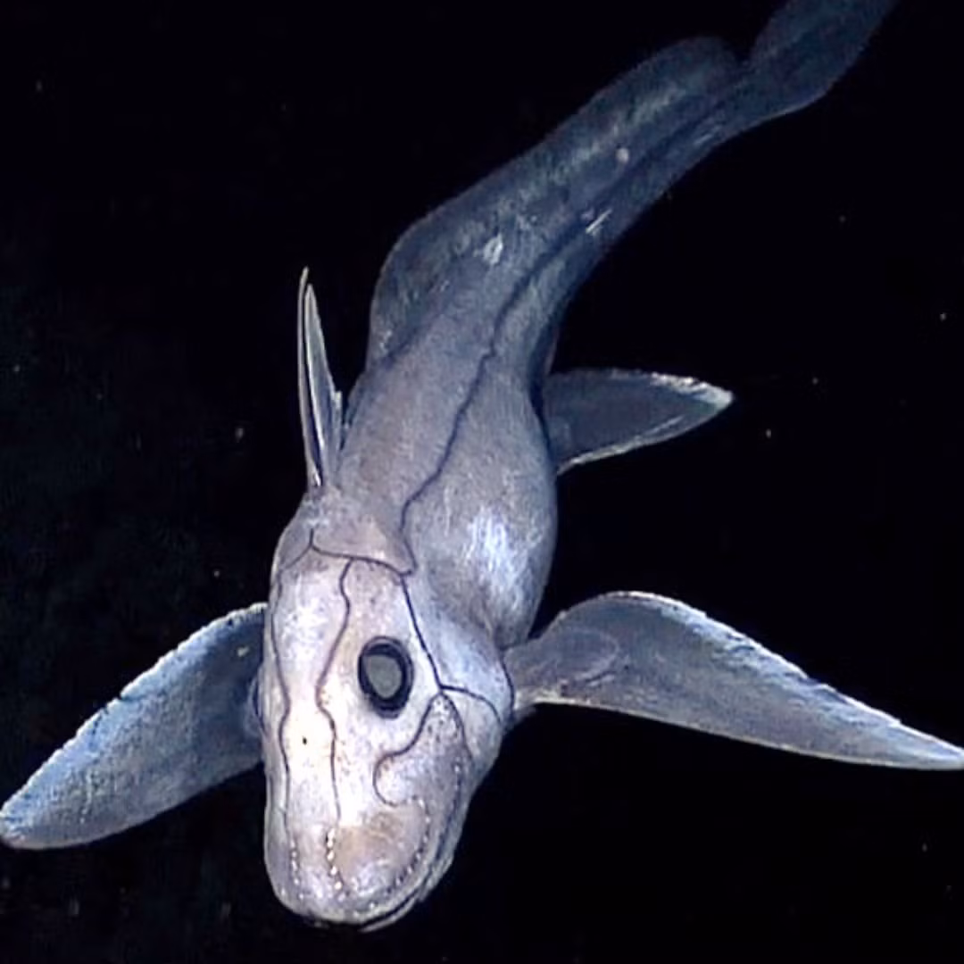 Cá mập ma có kích thước khi trưởng thành có thể đạt tới 1,5 m và sống chủ yếu ở các tầng nước sâu, xuống tới 2.600 m.(Ảnh: Armatus Oceanic)