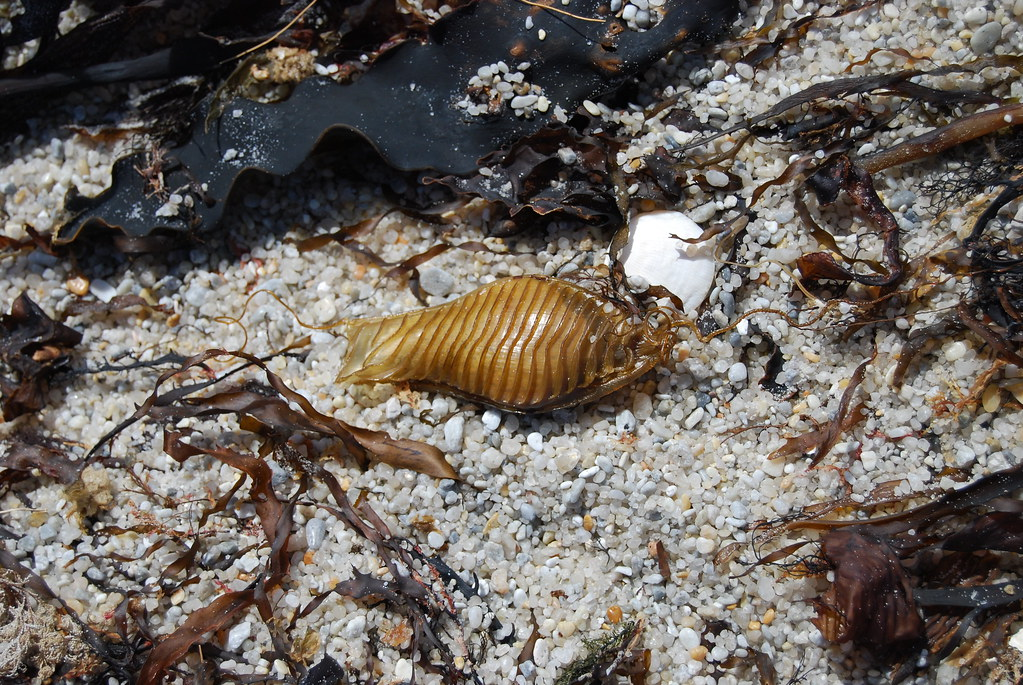 Một trong những lý do chính khiến trứng cá mập có hình dáng kỳ lạ là để bảo vệ phôi thai bên trong. Những quả trứng thường có kích thước bằng lòng bàn tay và có nhiều hình dạng khác nhau, từ hình trụ, hình xoắn ốc đến hình bầu dục. Đặc biệt, trứng của cá mập draughtboard có màu vàng cam với những tua sáng trông rất giống đồ trang trí bánh, trong khi trứng của cá mập ma Úc lại có màu xanh lam tối và các cạnh có gân.(Ảnh: Flickr)