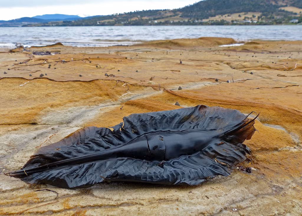 Trên thực tế, phần lớn cá mập đẻ con, nghĩa là trứng phát triển và nở ra bên trong cơ thể mẹ. Chỉ một số ít loài cá mập, như cá mập draughtboard (Cephaloscyllium laticeps) hay cá mập ma Úc (Callorhinchus milii) đẻ trứng. Những quả trứng này thường có hình dạng và màu sắc đặc biệt, phù hợp với loài cá mập và môi trường sống của chúng.(Ảnh: Flickr)