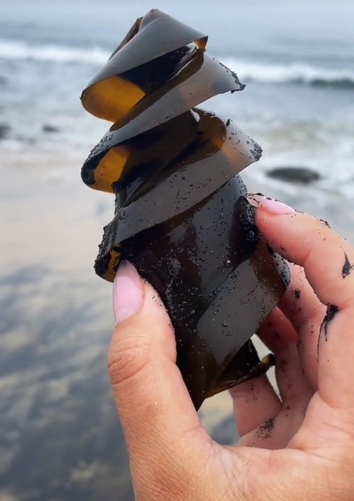 Clip đã thu hút 46,7 triệu lượt xem vì sự bất ngờ mà nó mang lại. Vật thể lạ đó thực ra là trứng cá mập, một điều khiến nhiều người ngỡ ngàng vì chưa từng hình dung loài cá này lại có những quả trứng với hình thù khác thường như thế. (Ảnh: Ladbible)