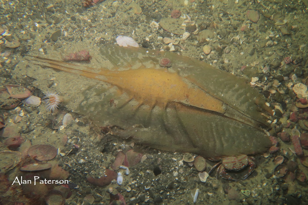 Những quả trứng cá mập với hình dáng kỳ lạ là minh chứng cho sự kỳ diệu và đa dạng của tự nhiên. Mỗi chi tiết trên những quả trứng này đều được thiết kế để tối ưu hóa khả năng sinh tồn của phôi thai bên trong. Từ hình dạng, màu sắc đến cơ chế bảo vệ, tất cả đều cho thấy sự thích nghi tuyệt vời của các loài cá mập trong môi trường khắc nghiệt của đại dương.(Ảnh: iNaturalist)
