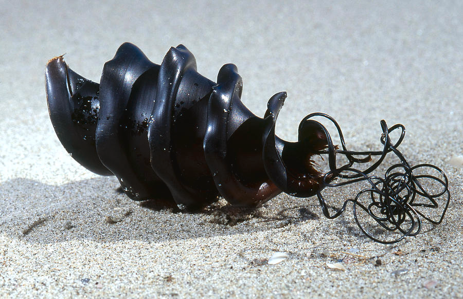 Hình dạng đặc biệt của trứng giúp chúng ngụy trang tốt hơn trong môi trường biển, tránh sự chú ý của kẻ thù. Ngoài ra, một số quả trứng còn có các cạnh hoặc tua giúp chúng bám vào các bề mặt, ngăn không cho bị cuốn trôi trong dòng nước mạnh.(Ảnh: Fine Art America)