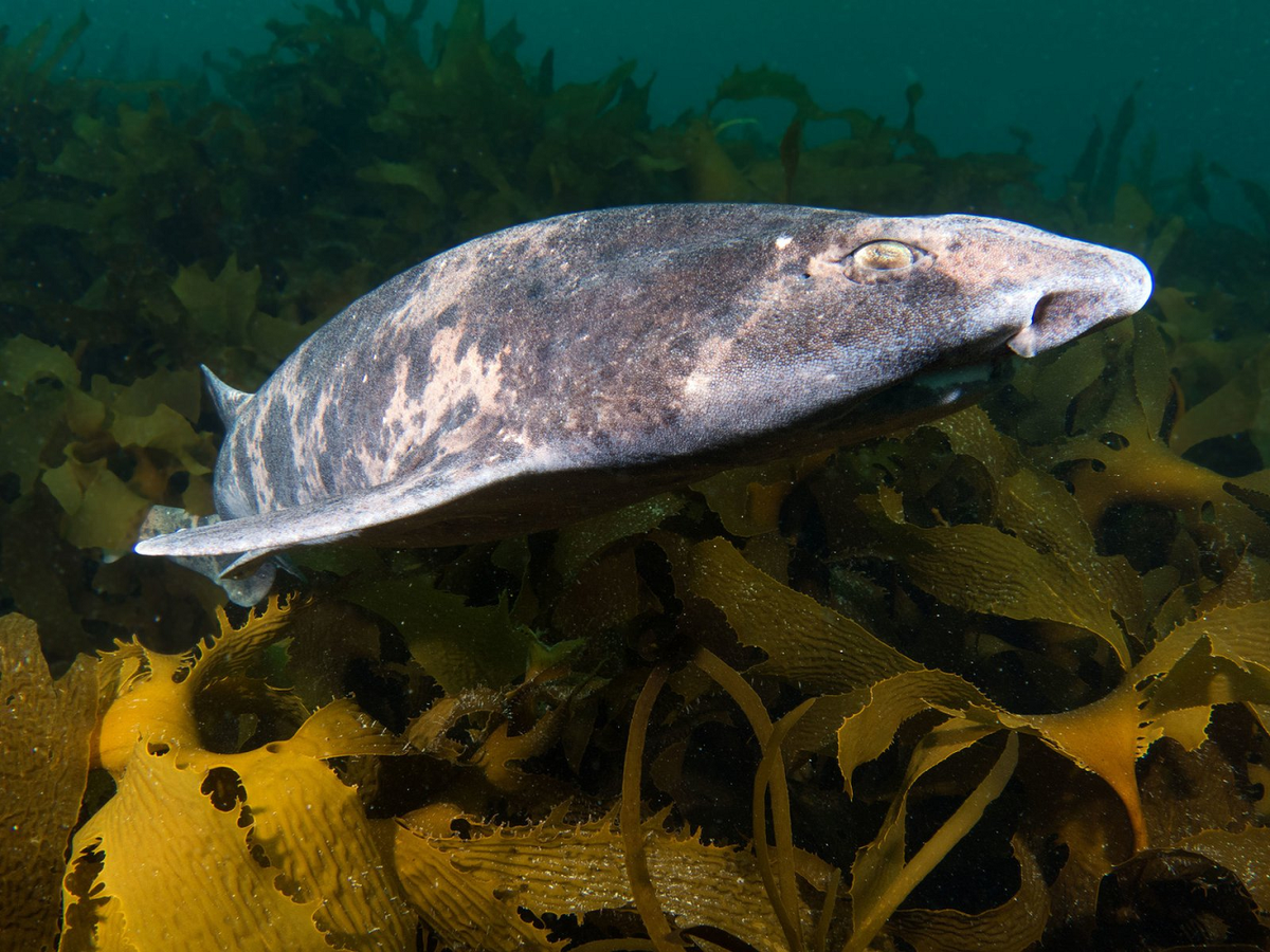 Khi cá mập đẻ trứng, chúng thường chọn những nơi an toàn để đặt trứng, như dưới các tảng đá hoặc trong các khe san hô. Những quả trứng này sẽ phát triển trong khoảng 6-10 tuần trước khi nở ra. Trong suốt thời gian này, phôi thai bên trong trứng sẽ phát triển nhờ vào dưỡng chất có sẵn trong lòng đỏ trứng. Khi trứng nở, cá mập con sẽ phải tự kiếm ăn và tự bảo vệ mình ngay từ khi còn rất nhỏ, vì không có sự chăm sóc từ bố mẹ.(Ảnh: Australian Museum)