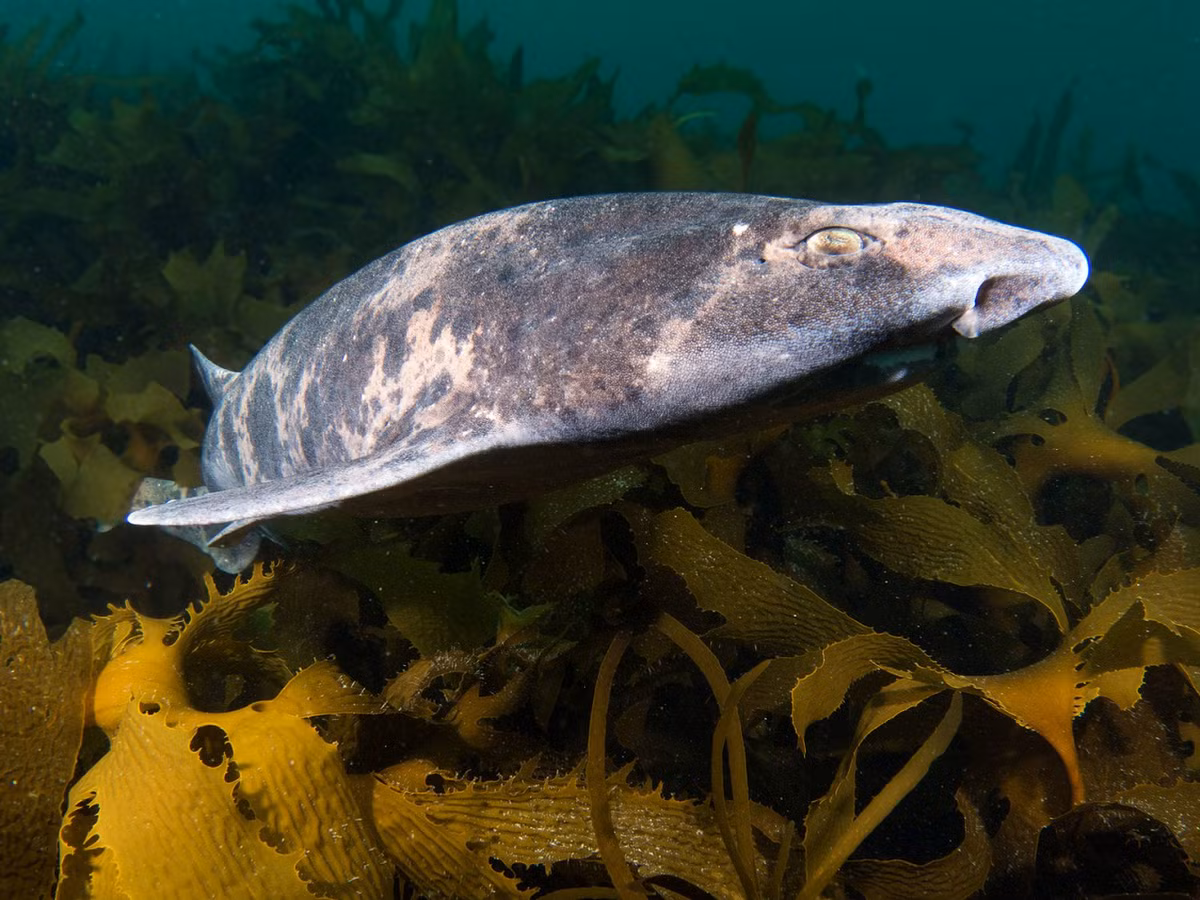 Khi cá mập đẻ trứng, chúng thường chọn những nơi an toàn để đặt trứng, như dưới các tảng đá hoặc trong các khe san hô. Những quả trứng này sẽ phát triển trong khoảng 6-10 tuần trước khi nở ra. Trong suốt thời gian này, phôi thai bên trong trứng sẽ phát triển nhờ vào dưỡng chất có sẵn trong lòng đỏ trứng. Khi trứng nở, cá mập con sẽ phải tự kiếm ăn và tự bảo vệ mình ngay từ khi còn rất nhỏ, vì không có sự chăm sóc từ bố mẹ.(Ảnh: Australian Museum)