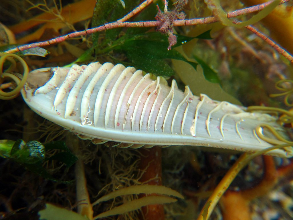 Mỗi loài cá mập đẻ trứng đều có môi trường sống riêng biệt và hình dạng trứng của chúng cũng phản ánh điều này. Chẳng hạn, trứng của cá mập draughtboard thường được tìm thấy ở các vùng biển nông, nơi có nhiều rạn san hô và tảo biển. Hình dạng và màu sắc của trứng giúp chúng hòa mình vào môi trường xung quanh, tránh sự phát hiện của kẻ thù và tạo điều kiện thuận lợi cho phôi thai phát triển.(Ảnh: Flickr)