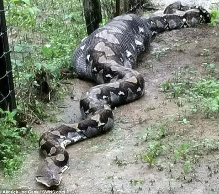 Sau khi kiểm tra, bác sĩ phát hiện ra con trăn Anaconda đã nuốt một chiếc thùng nhựa đựng đá, khiến nó không thể tiêu hóa và gặp nguy hiểm. Bác sĩ quyết định phẫu thuật để lấy chiếc thùng ra và cứu sống con trăn. Sau khi tỉnh dậy, con trăn đã cựa mình và từ từ quay lại rừng.(Ảnh: Saostar)