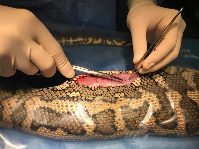 Con trăn được chụp X-quang tại cơ sở HerpVet và ca phẫu thuật mở bụng để lấy chiếc giày ra được thực hiện bởi bác sĩ John Llinas.(Ảnh: HerpVet)