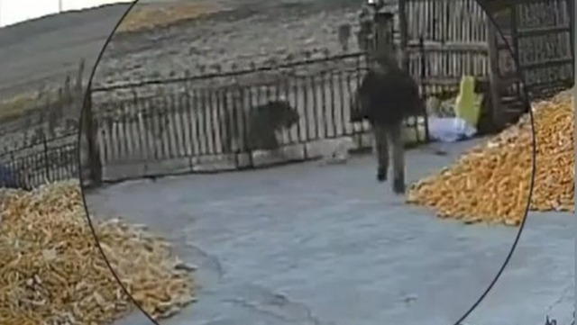 Một con hổ Siberia đã xâm nhập vào một ngôi làng ở huyện Bột Lợi, thành phố Thất Đài Hà, tỉnh Hắc Long Giang, Trung Quốc, gây náo loạn khi đập đầu vào cổng nhà dân và cắn một người. (Ảnh: Tạp chí Thanh niên Việt)