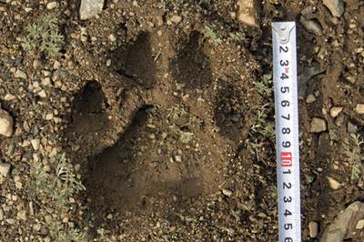 Vụ việc phản ánh những thách thức trong bảo vệ loài hổ này – biểu tượng của thiên nhiên hoang dã Đông Bắc Á. Số lượng hổ Siberia đã giảm mạnh do nạn săn trộm và mất môi trường sống, nhưng đang phục hồi nhờ các nỗ lực bảo tồn. Nguyên nhân hổ xâm nhập khu dân cư có thể do thiếu thức ăn, cạnh tranh lãnh thổ, môi trường sống bị thu hẹp hoặc di cư từ Nga. (Ảnh: Tạp chí Thanh niên Việt)