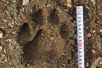 Vụ việc phản ánh những thách thức trong bảo vệ loài hổ này – biểu tượng của thiên nhiên hoang dã Đông Bắc Á. Số lượng hổ Siberia đã giảm mạnh do nạn săn trộm và mất môi trường sống, nhưng đang phục hồi nhờ các nỗ lực bảo tồn. Nguyên nhân hổ xâm nhập khu dân cư có thể do thiếu thức ăn, cạnh tranh lãnh thổ, môi trường sống bị thu hẹp hoặc di cư từ Nga. (Ảnh: Tạp chí Thanh niên Việt)