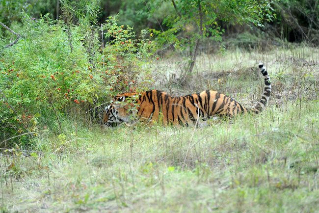 Hổ chủ yếu săn mồi vào ban đêm, và thức ăn của chúng bao gồm các loài động vật ăn cỏ lớn như hươu đỏ, lợn rừng, nai sừng tấm và cả các loài thú nhỏ khi nguồn thức ăn khan hiếm. Khả năng ngụy trang tuyệt vời và sự nhạy bén trong các giác quan giúp chúng trở thành những kẻ săn mồi đáng gờm trong tự nhiên. (Ảnh:wikipedia)