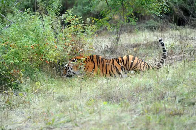 Hổ chủ yếu săn mồi vào ban đêm, và thức ăn của chúng bao gồm các loài động vật ăn cỏ lớn như hươu đỏ, lợn rừng, nai sừng tấm và cả các loài thú nhỏ khi nguồn thức ăn khan hiếm. Khả năng ngụy trang tuyệt vời và sự nhạy bén trong các giác quan giúp chúng trở thành những kẻ săn mồi đáng gờm trong tự nhiên. (Ảnh:wikipedia)