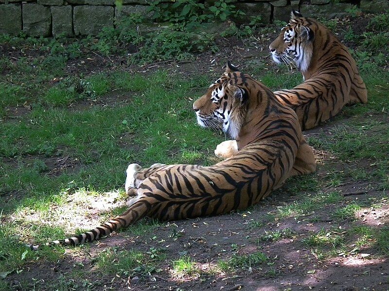 Tuy nhiên, nhờ các biện pháp bảo vệ môi trường và phục hồi hệ sinh thái, số lượng hổ Siberia tại Trung Quốc đã tăng dần trong những năm gần đây. Các tổ chức bảo tồn quốc tế và chính phủ đã hợp tác để xây dựng các khu bảo tồn và công viên quốc gia, cung cấp môi trường sống an toàn và bảo vệ hổ khỏi các nguy cơ săn bắn. (Ảnh:wikipedia)