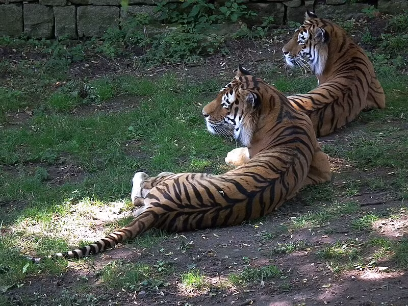 Tuy nhiên, nhờ các biện pháp bảo vệ môi trường và phục hồi hệ sinh thái, số lượng hổ Siberia tại Trung Quốc đã tăng dần trong những năm gần đây. Các tổ chức bảo tồn quốc tế và chính phủ đã hợp tác để xây dựng các khu bảo tồn và công viên quốc gia, cung cấp môi trường sống an toàn và bảo vệ hổ khỏi các nguy cơ săn bắn. (Ảnh:wikipedia)