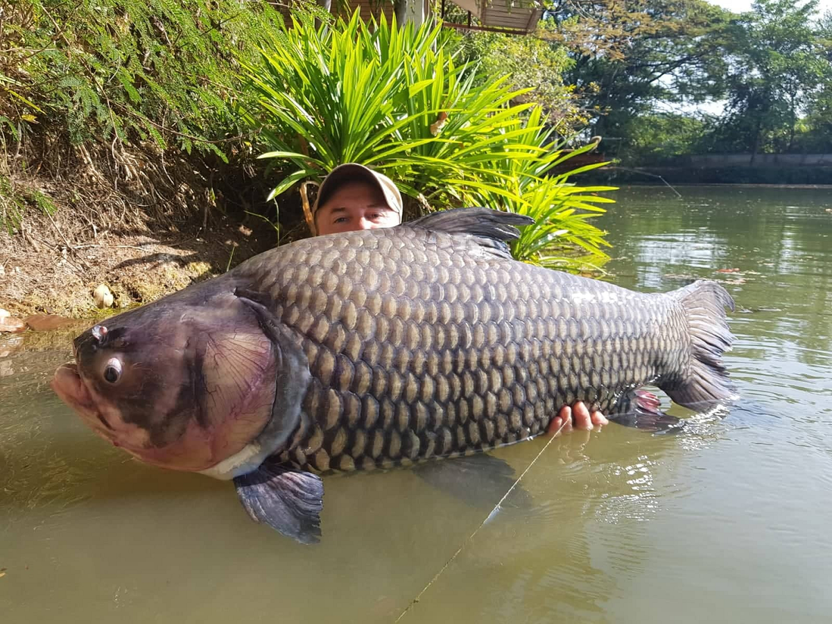 Họ cá chép bao gồm nhiều loài khác nhau, từ cá chép thông thường (Cyprinus carpio) đến các loài cá khác như cá rô phi, cá mè và cá trắm. Loài cá chép lớn nhất là cá hô (Catlocarpio siamensis), có thể đạt chiều dài tới 3 mét và nặng 300 kg. Cá hô thường sống ở các dòng sông lớn ở Đông Nam Á, và được coi là một trong những loài cá nước ngọt lớn nhất thế giới.(Ảnh: reamlake Fishing Resort Thailand)