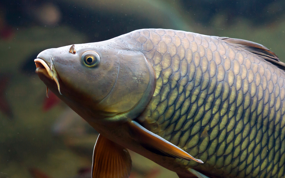 Ngoài ra, cá chép còn có vai trò trong việc duy trì chất lượng nước. Bằng cách ăn tảo và các loài thực vật nhỏ, chúng giúp giảm thiểu hiện tượng phú dưỡng, giữ cho nước trong sạch và hỗ trợ sự phát triển của các loài sinh vật khác.(Ảnh: Tag my Fish)