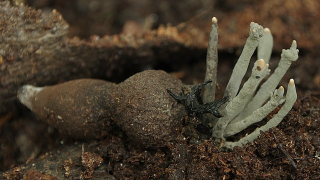 Nấm Ô linh chứa nhiều dưỡng chất quan trọng như axit amin, protein, vitamin, canxi, phốt pho và selenium, giúp cải thiện chức năng gan, dạ dày, hệ thần kinh và hệ miễn dịch. (Ảnh: Wikimedia Commons)