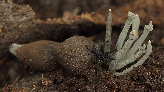 Nấm Ô linh chứa nhiều dưỡng chất quan trọng như axit amin, protein, vitamin, canxi, phốt pho và selenium, giúp cải thiện chức năng gan, dạ dày, hệ thần kinh và hệ miễn dịch. (Ảnh: Wikimedia Commons)