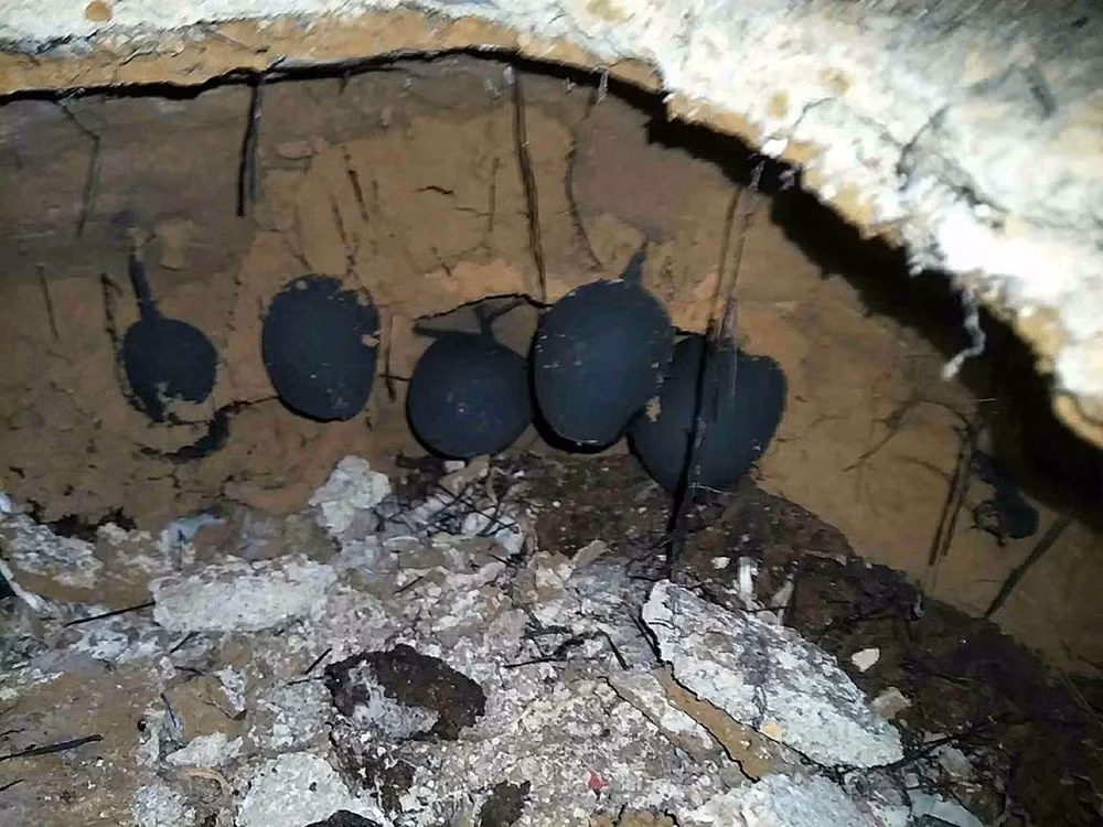 Loại nấm này thường mọc dưới các tổ mối trắng hoang phế, sâu từ 0,5 đến 2 mét dưới lòng đất, trong các khu rừng tre miền nam Trung Quốc. (Ảnh: Sohu)