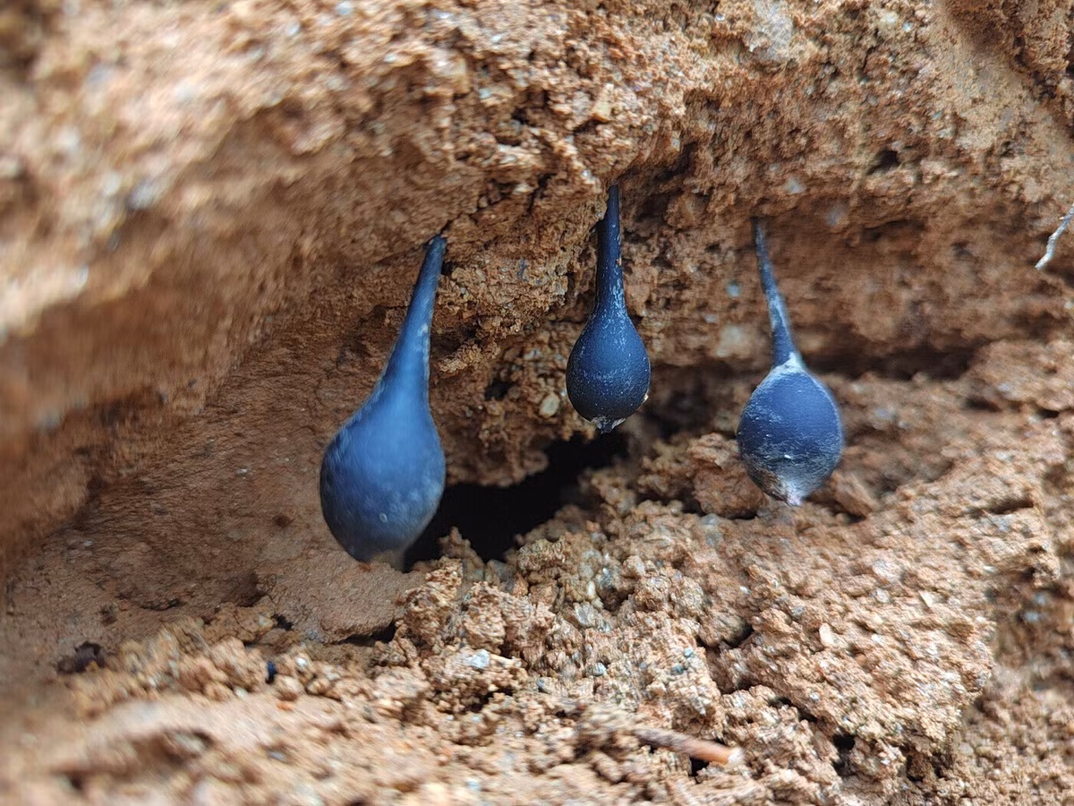 Tỷ lệ sinh trưởng của nấm rất thấp, dưới 1%, khiến chúng ngày càng trở nên hiếm hoi và quý giá trên thị trường.(Ảnh: Sohu)