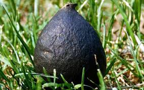 Nó cũng được biết đến với khả năng điều trị các bệnh viêm dạ dày, loét dạ dày, mất ngủ và tăng cường chức năng thận.(Ảnh: VOV)