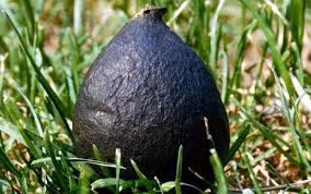 Nó cũng được biết đến với khả năng điều trị các bệnh viêm dạ dày, loét dạ dày, mất ngủ và tăng cường chức năng thận.(Ảnh: VOV)