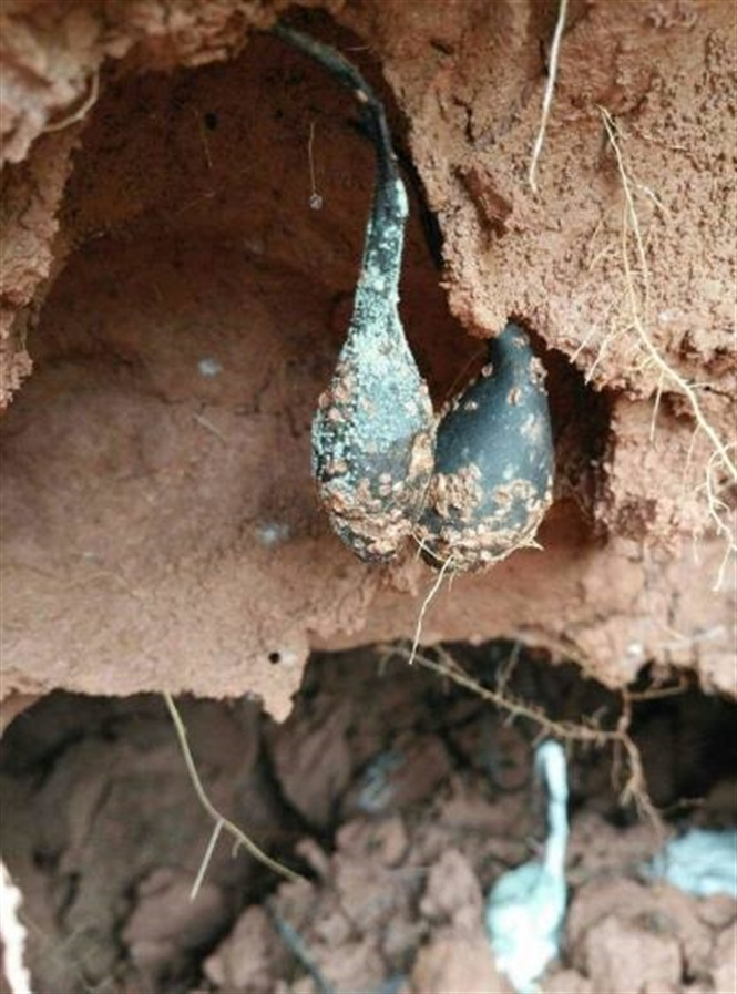 Nấm Ô linh đặc biệt khó tìm do yêu cầu môi trường sống khắt khe, chỉ mọc trong các tổ mối cánh đen ở độ sâu nhất định và nồng độ CO2 cao. (Ảnh: Báo Nông Nghiệp)