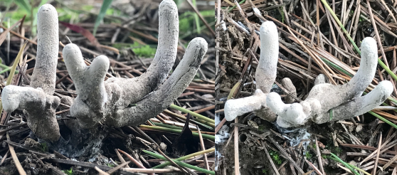 Nấm Ô linh có hình dáng giống củ khoai màu đen thẫm, bề mặt cứng và có những rễ mọc dài.(Ảnh: Sohu)