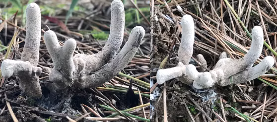 Nấm Ô linh có hình dáng giống củ khoai màu đen thẫm, bề mặt cứng và có những rễ mọc dài.(Ảnh: Sohu)