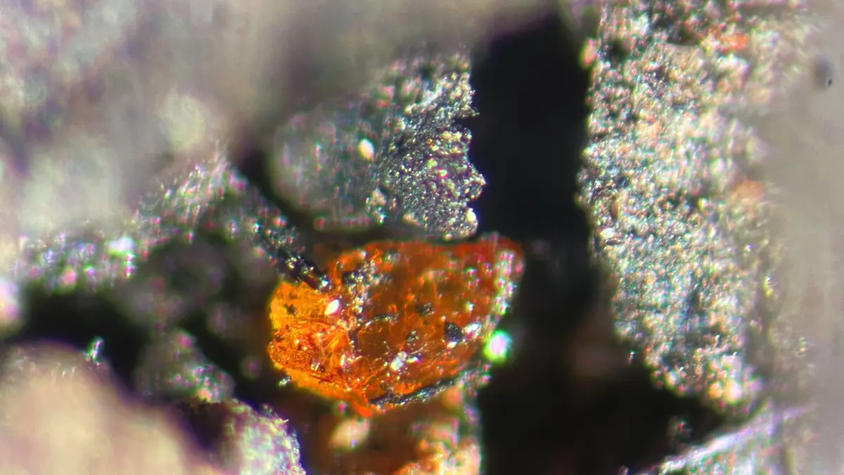 Một giàn khoan đáy biển ở Nam Cực đã bất ngờ đào lên viên hổ phách Nam Cực đầu tiên, từ phần thềm giữa của sông băng Pine Island ở vịnh Amundsen. Viên đá quý này có niên đại khoảng 92 đến 83 triệu năm, tức nhựa cây tạo nên nó chảy ra vào kỷ Phấn Trắng, khi Nam Cực vẫn còn là một khu rừng mưa ôn đới đầm lầy với cây lá kim thống trị. (Ảnh: Alfred-Wegener-Institut/V. Schumacher)