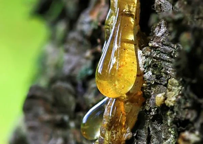 Hổ phách được hình thành từ nhựa cây của các loài cây cổ thụ, chủ yếu thuộc họ lá kim. Qua hàng triệu năm, nhựa cây này bị chôn vùi dưới lòng đất và trải qua quá trình hóa thạch, tạo nên những viên hổ phách trong suốt và rực rỡ. (Ảnh: TARA GEMS)