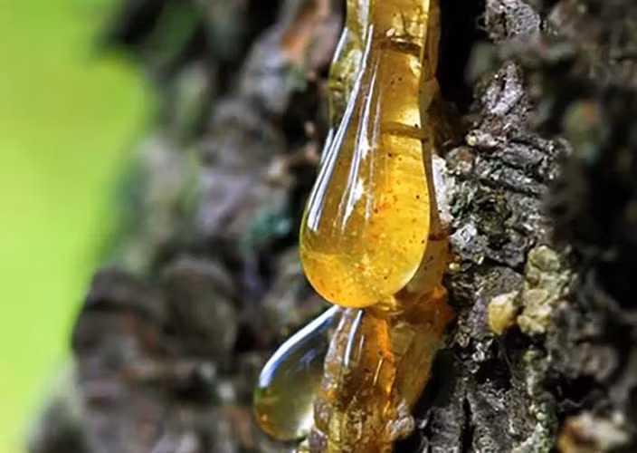 Hổ phách được hình thành từ nhựa cây của các loài cây cổ thụ, chủ yếu thuộc họ lá kim. Qua hàng triệu năm, nhựa cây này bị chôn vùi dưới lòng đất và trải qua quá trình hóa thạch, tạo nên những viên hổ phách trong suốt và rực rỡ. (Ảnh: TARA GEMS)