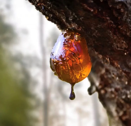 Hổ phách, hay còn gọi là huyết phách, minh phách, là một loại nhựa cây hóa thạch có tuổi đời hàng triệu năm. Được biết đến với vẻ đẹp tự nhiên và màu sắc ấm áp, hổ phách không chỉ là một món trang sức quý giá mà còn mang trong mình nhiều giá trị khoa học và văn hóa. (Ảnh: Vietnam+)