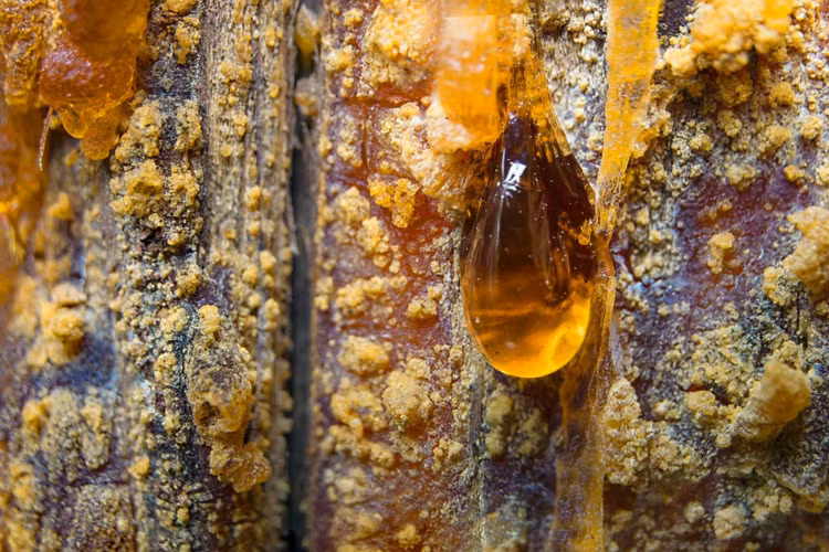 Hổ phách thường có màu vàng, cam hoặc nâu đất, nhưng cũng có những viên hổ phách màu xanh lam hiếm gặp.(Ảnh:VnReview)