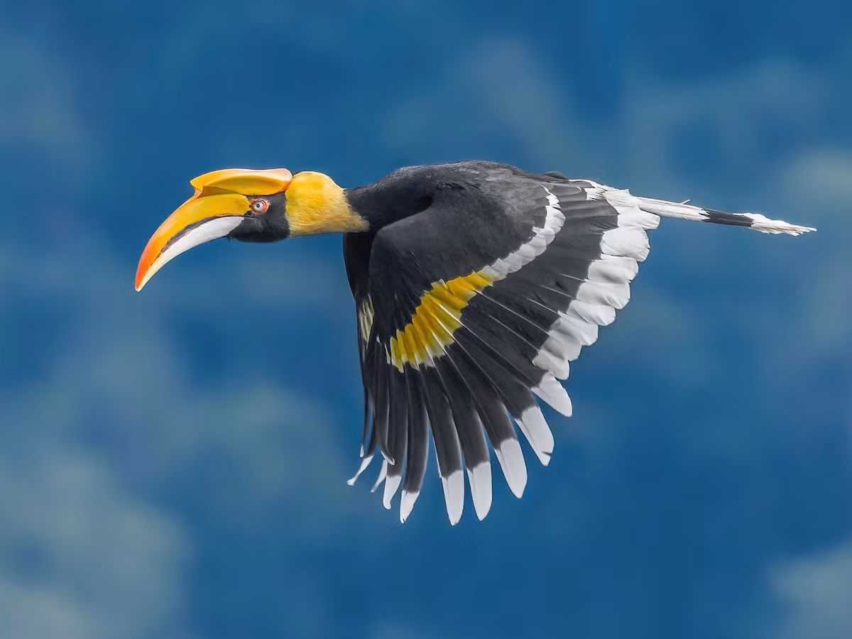 Hồng hoàng là loài chim lớn, với chiều dài cơ thể lên tới 1,2 mét và sải cánh rộng khoảng 1,5-1,8 mét. Đặc điểm nổi bật nhất của chúng là chiếc mỏ sừng lớn màu vàng cam, với một cấu trúc giống như cái mũ bảo hiểm trên đầu. Chiếc mỏ này không chỉ dùng để tìm kiếm thức ăn mà còn giúp hồng hoàng phát ra những âm thanh to vang khắp rừng. Bộ lông của chúng chủ yếu màu đen và trắng, với những đường vân sặc sỡ trên cánh và đuôi.(Ảnh: Birds of the World)