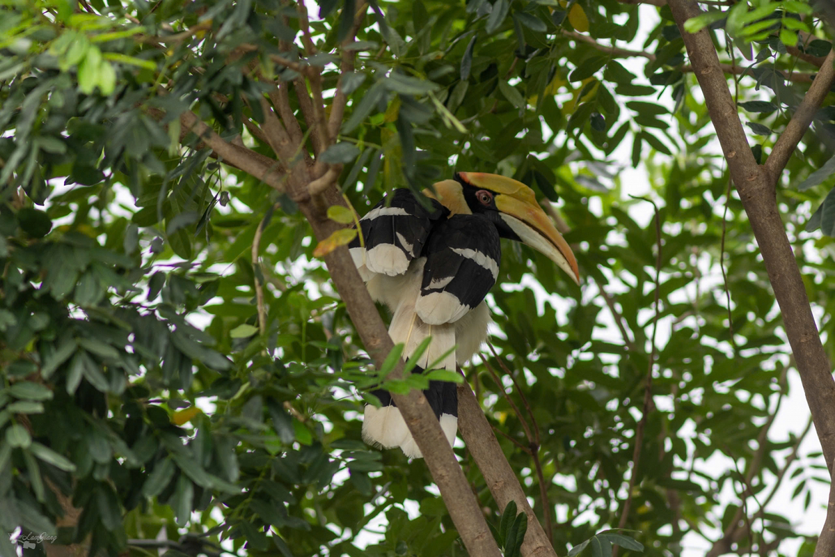 Trước đó, người dân ở tổ 42, khu phố 4, phường Tân Hạnh đã phát hiện và báo cơ quan chức năng về con chim màu đen với mỏ màu vàng lớn thường xuyên bay về đậu trên ngọn cây và đường dây điện. Nhận thấy khu vực này không phù hợp với sinh cảnh của loài chim và có nguy cơ bị đe dọa, Hạt Kiểm lâm Biên Hòa cùng Công an phường Tân Hạnh và người dân đã bắt được cá thể chim hồng hoàng. (Ảnh: Báo Đồng Nai)