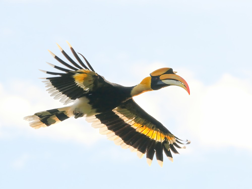 Hồng hoàng sống thành cặp hoặc nhóm nhỏ trong các khu rừng nguyên sinh và thứ sinh. Chúng chủ yếu ăn quả, nhưng cũng không từ chối côn trùng, chim non và các loài nhỏ khác. Khi đến mùa sinh sản, con cái sẽ vào một hốc cây, nơi con đực sẽ dùng đất sét và phân để bịt kín lối vào, chỉ chừa lại một khe hẹp để đưa thức ăn. Con cái sẽ ở trong hốc cây này cùng với trứng và con non cho đến khi chúng đủ lớn để tự ra ngoài.(Ảnh: Observation)