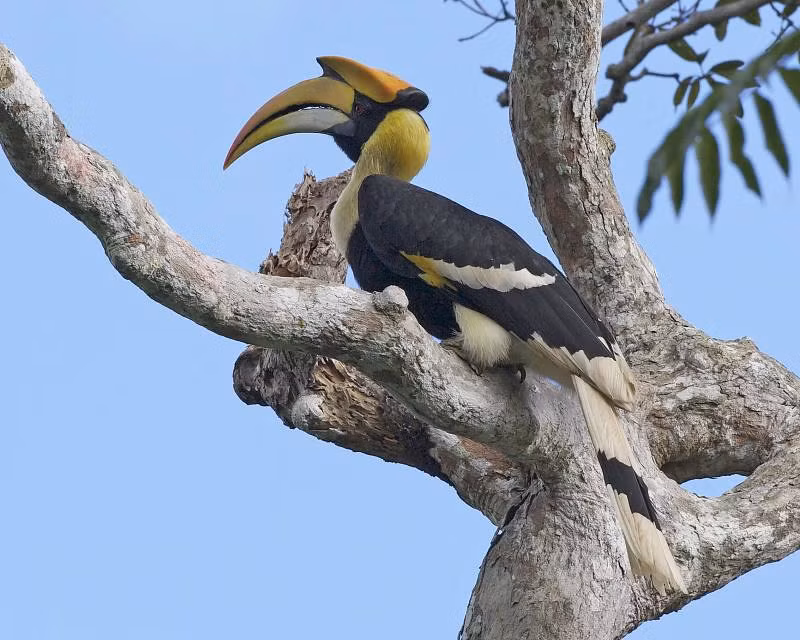 Mặc dù là một loài chim quý hiếm và được bảo vệ, hồng hoàng vẫn đang đối diện với nguy cơ suy giảm số lượng do mất môi trường sống và nạn săn bắt trái phép. Chiếc mỏ sừng của chúng có giá trị cao trên thị trường đen, là nguyên nhân chính khiến loài này bị săn bắt.(Ảnh: Flickr)