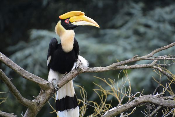 Hồng hoàng, còn gọi là phượng hoàng đất hay mỏ sừng lớn (Buceros bicornis), là một trong những loài chim kỳ diệu và độc đáo nhất của khu rừng nhiệt đới Đông Nam Á. Với kích thước lớn, chiếc mỏ sừng đặc biệt và bộ lông sặc sỡ, hồng hoàng không chỉ là một báu vật của thiên nhiên mà còn là biểu tượng của sự quyền quý và huyền bí.(Ảnh: Featherbase)