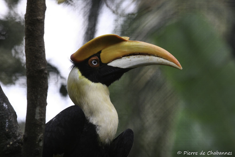 Trước tình trạng nguy cấp của loài chim hồng hoàng, nhiều tổ chức bảo tồn quốc tế và địa phương đã đưa ra các biện pháp bảo vệ. Việc tuyên truyền, nâng cao nhận thức cộng đồng về tầm quan trọng của việc bảo vệ hồng hoàng, cùng với các chương trình bảo tồn rừng và chống săn bắt trái phép, đang góp phần duy trì và phục hồi quần thể loài chim này.(Ảnh: Pierre Wildlife)