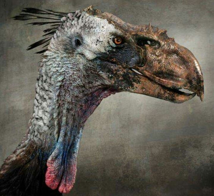 Phát hiện hóa thạch 12 triệu năm tuổi của loài chim khủng bố lớn nhất thế giới không chỉ làm sáng tỏ thêm về loài chim này mà còn khẳng định sự phức tạp và đa dạng của hệ sinh thái cổ đại ở Nam Mỹ. (Ảnh: Pin page)